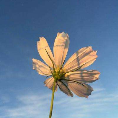 火狐体育APP体育app下载