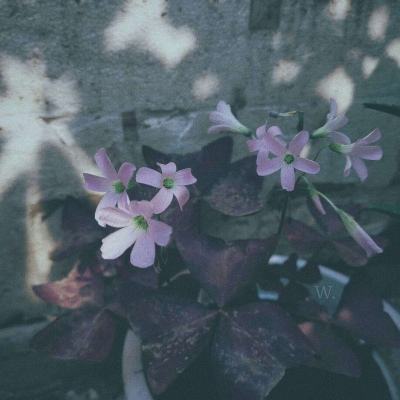 大发国际手机app下载